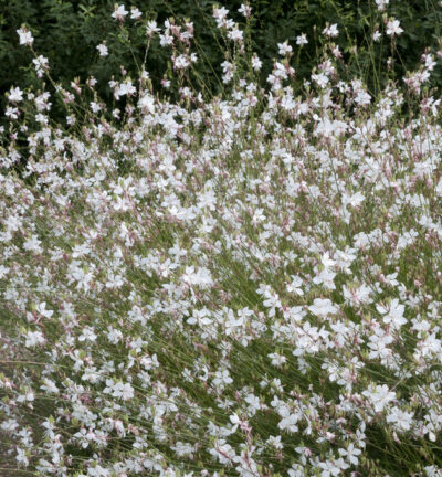 Gaura lindheimeri 'Snowbird' - Lindheimers prachtkaars