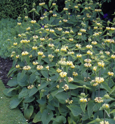 Phlomis russeliana - Brandkruid