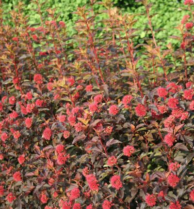 Physocarpus opulifolius Diable d'Or® ('Mindia) - Blaasspireae