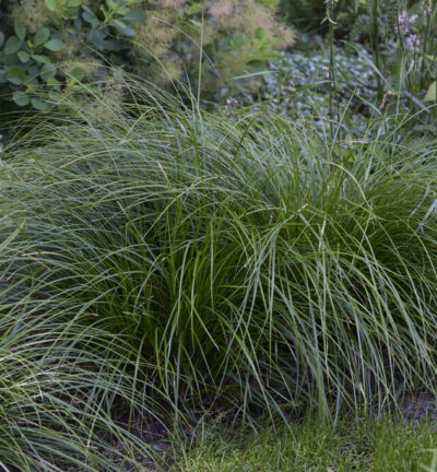 Carex oshimensis 'Evergreen' - Zegge