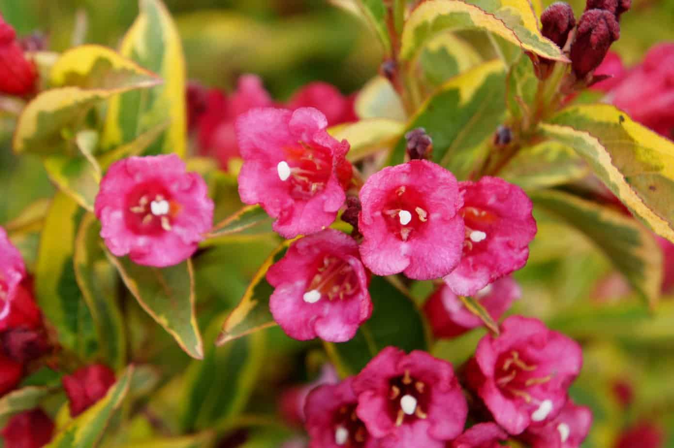 Weigela Florida ´Moulin Rouge´ (Brigela) - Weigelia - PlantBezorgd