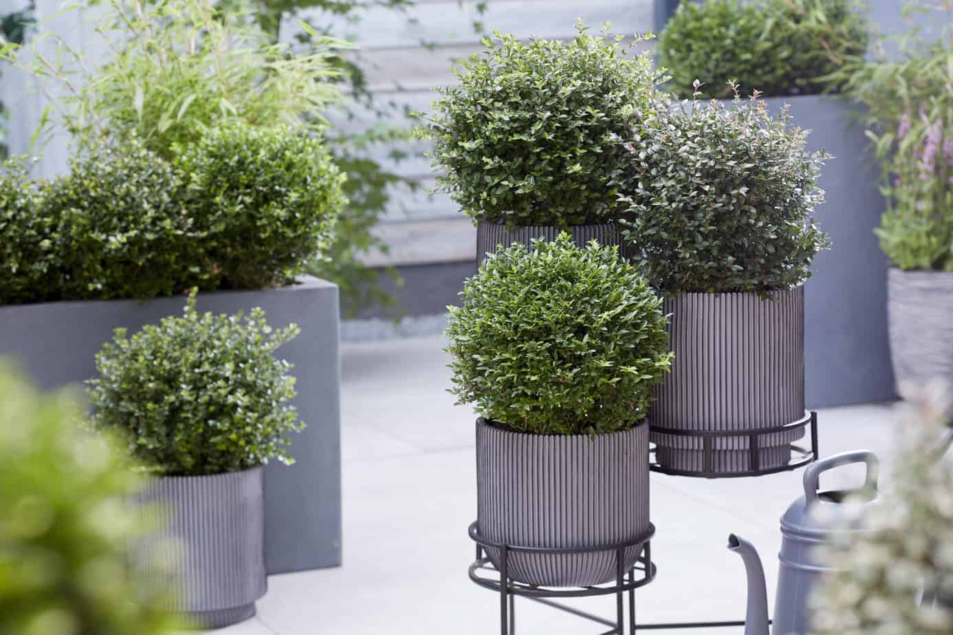 Lonicera nitida Garden Clouds Copper Glow - Buschgeiblatt Online kaufen -  PlantBezorgd
