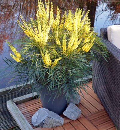 Mahonia eurybracteata 'Soft Caress’ - Chinese Mahoniestruik
