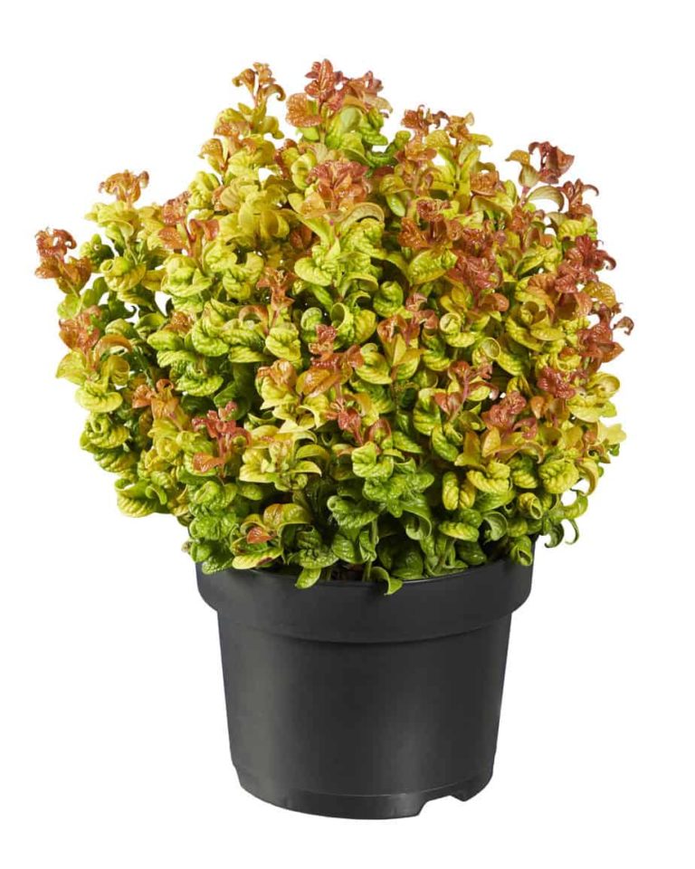 GreenboutiQ Leucothoe Curly Gold - Immergrüner Gartenstrauch 40cm