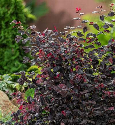 Loropetalum chinense Rouge de la Majorie - Heksenstruik