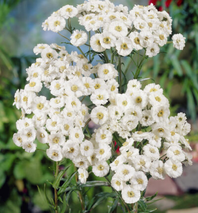 Achillea ptarmica 'The Pearl' - Duizendblad