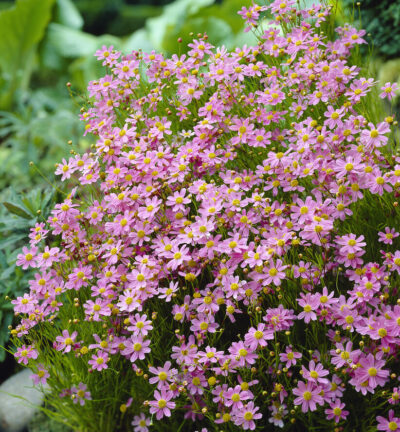 Coreopsis rosea 'American Dream' - Meisjesogen