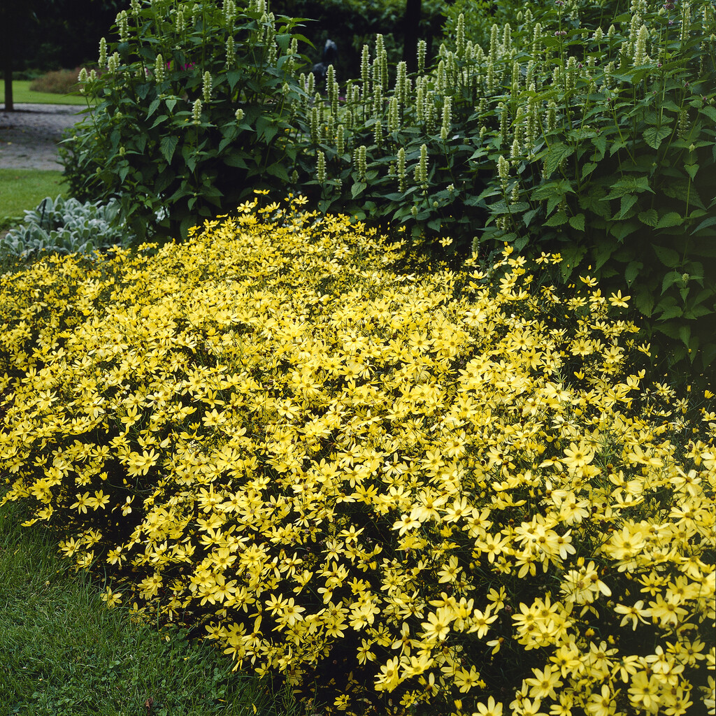 Coreopsis verticillata 'Moonbeam' - Meisjesogen - PlantBezorgd