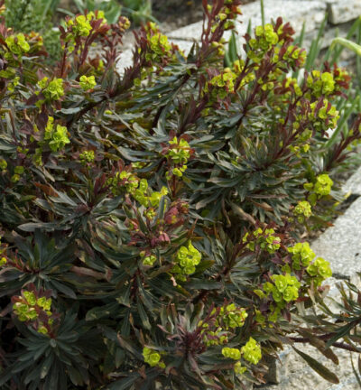 Euphorbia amygdaloides 'Purpurea' - Wolfsmelk
