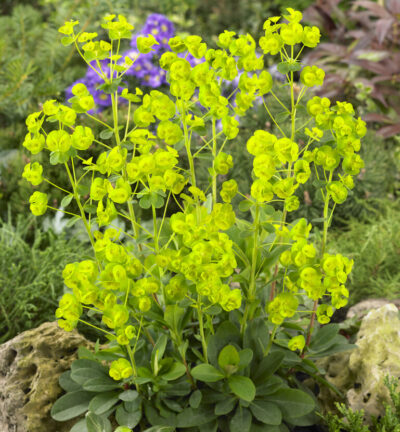 Euphorbia amygdaloides 'Robbiae' - Wolfsmelk
