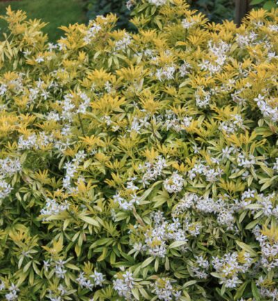 Choisya ternata 'Goldfingers´ - Choisya