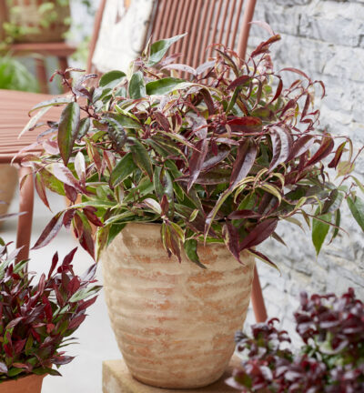 Leucothoe fontanesiana Whitewater ('Howw'PBR) - Druifheide