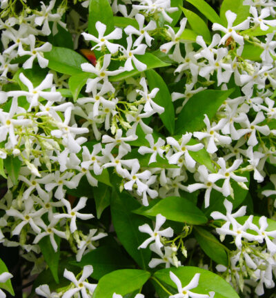 Trachelospermum Winter Ruby - Toscaanse Jasmijn