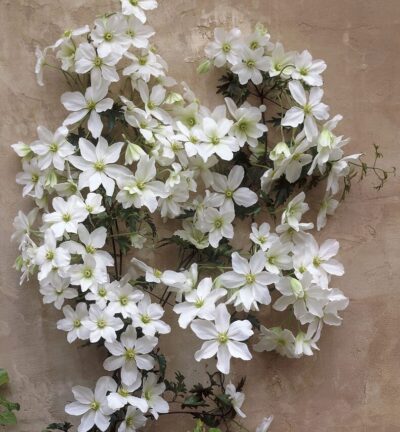 Clematis x cartmanii 'Avalanche' -  Bosrank, Groenblijvend