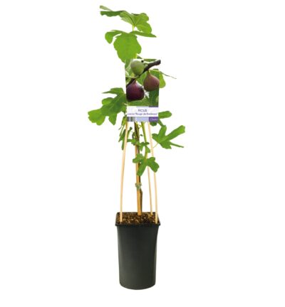 Ficus carica 'Rouge de Bordeaux' - Vijg