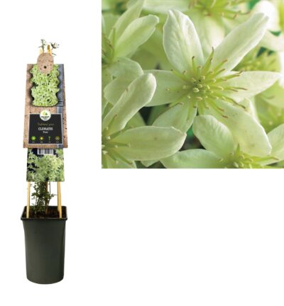 Clematis 'Pixie' -  Bosrank, Groenblijvend