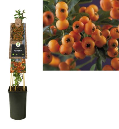 Pyracantha 'Golden Charmer' - Vuurdoorn