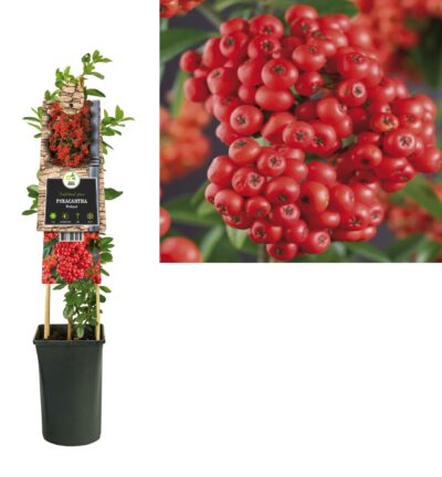 Pyracantha 'Mohave' - Vuurdoorn