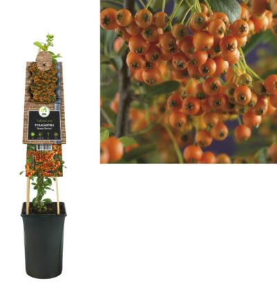 Pyracantha 'Orange Charmer' - Vuurdoorn