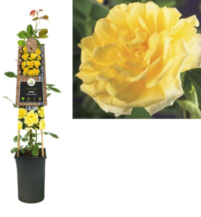 Rosa ´Golden Climber´ - Klimroos