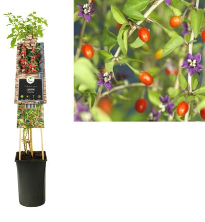 Lycium barbarum - Boksdoorn