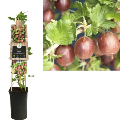 Ribes uva-crispa 'Hinnonmaki' - Rode kruisbes