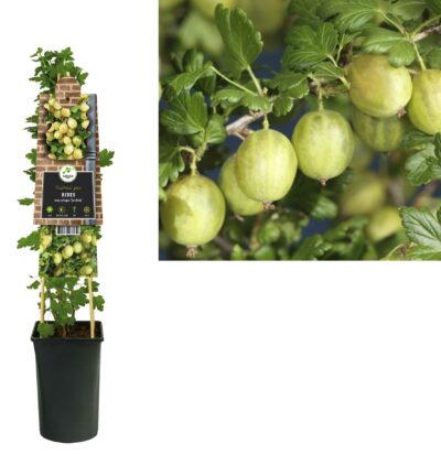 Ribes uva-crispa 'Invicta' - Kruisbes