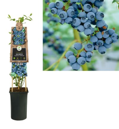 Vaccinium corymbosum 'Goldtraube' -  Blauwe bes