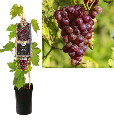 Vitis vinifera 'Heike' - Pitloze blauwe druif