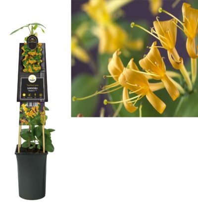 Lonicera 'Mandarin' - Kamperfoelie