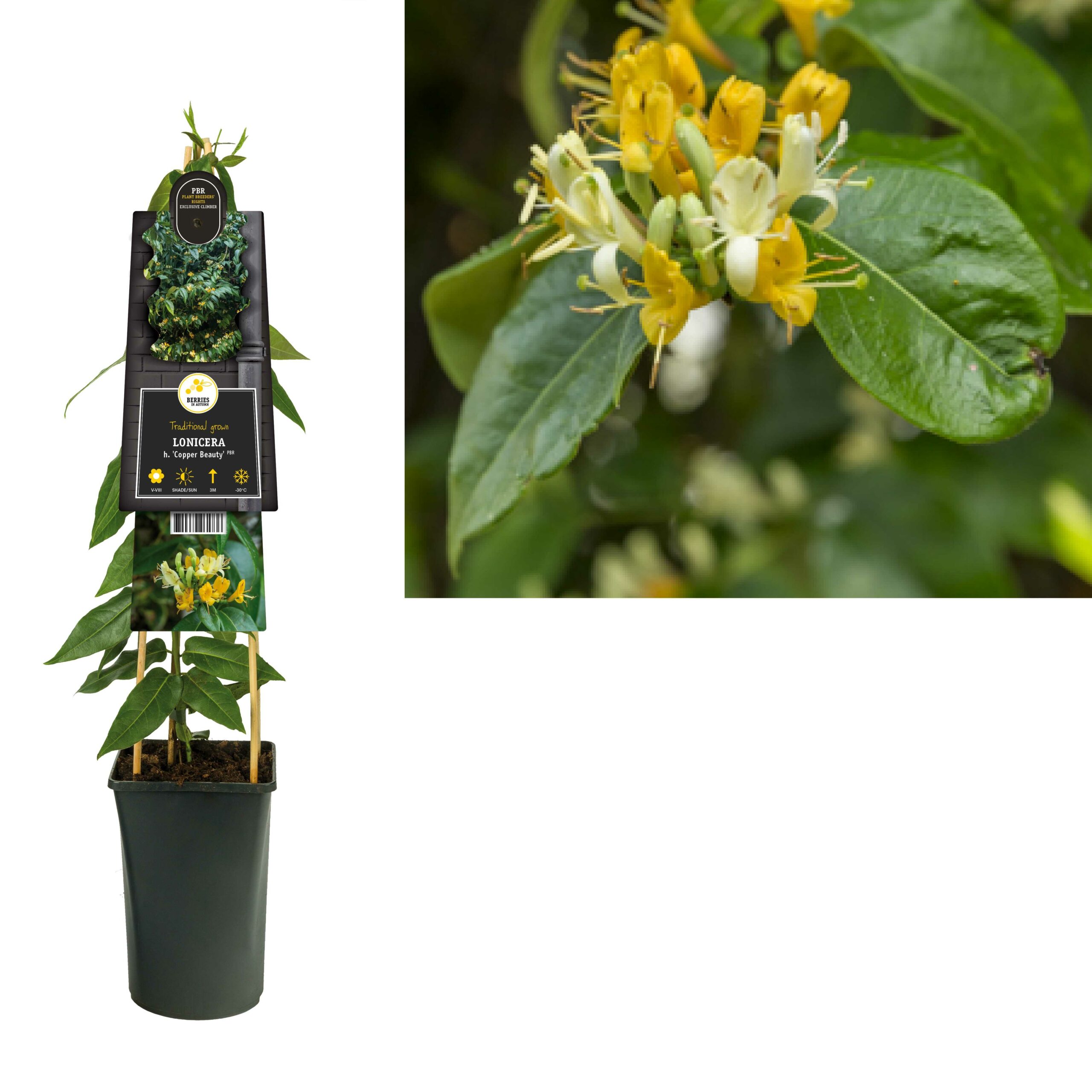 Lonicera henryi 'Copper beauty' - Geiblatt online kaufen - PlantBezorgd