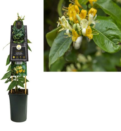 Lonicera henryi ´Copper beauty´ - Kamperfoelie