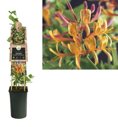 Lonicera heckrottii 'American beauty' - Kamperfoelie