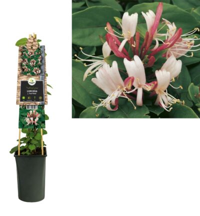Lonicera japonica 'Red World' - Japanse Kamperfoelie