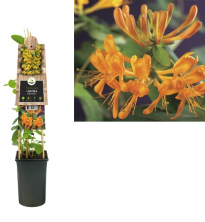 Lonicera tellmanniana - Kamperfoelie
