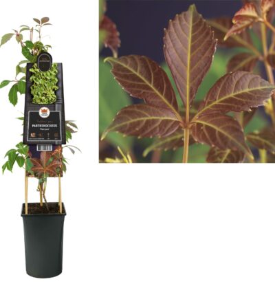 Parthenocissus 'Henryana' - Chinese wilde wingerd