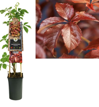 Parthenocissus quinquefolia - Wilde Wingerd