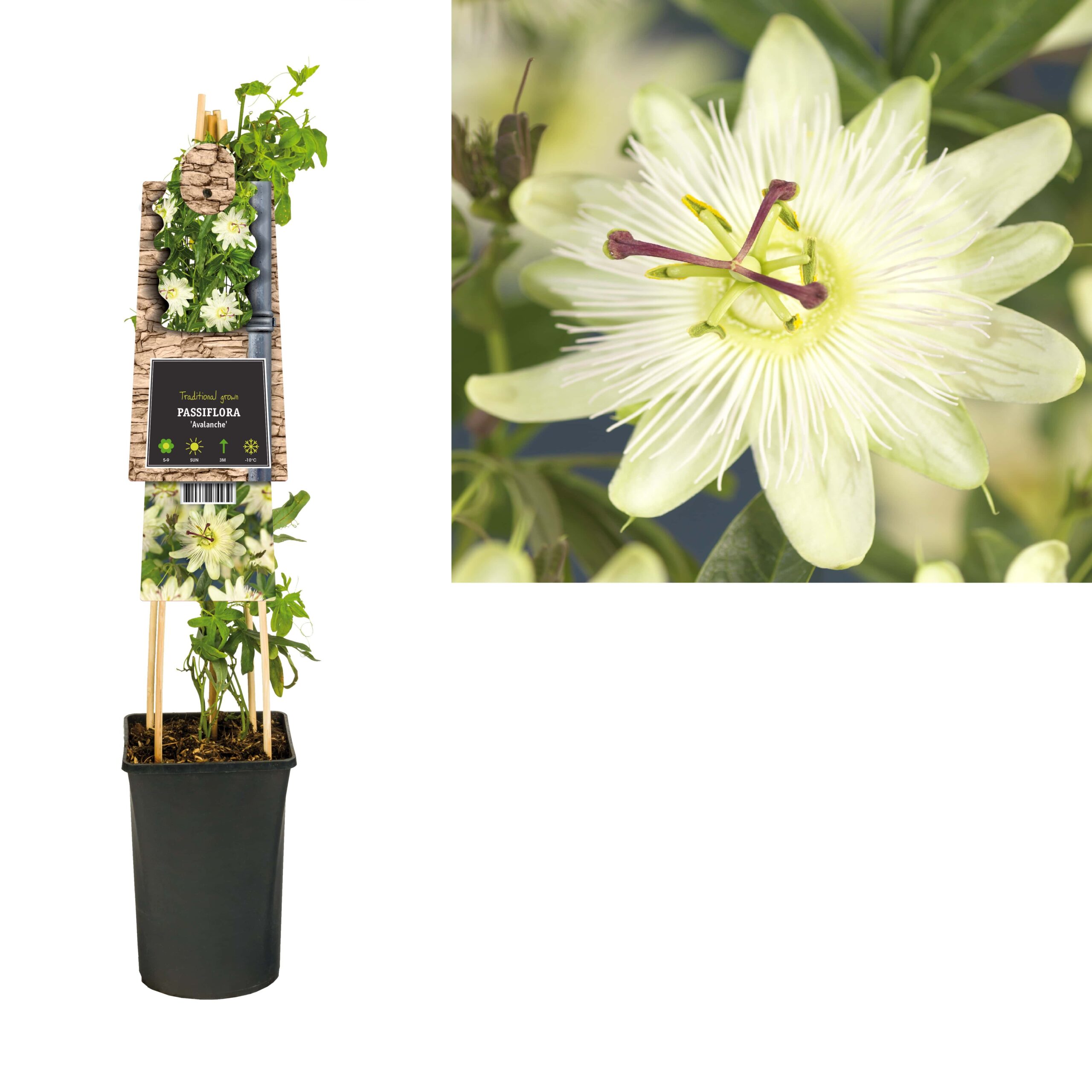 Passiflora caerulea 'Avalanche'  Passionsblumen online kaufen   PlantBezorgd