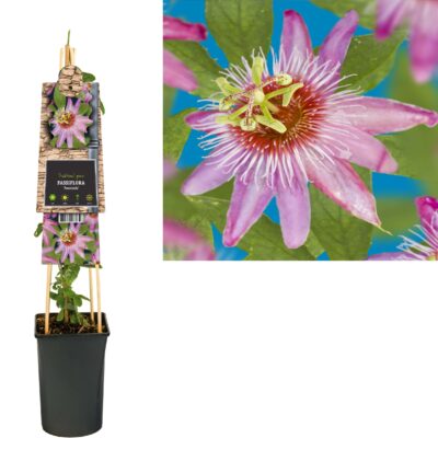 Passiflora caerulea 'Anastasia' - Passiebloem