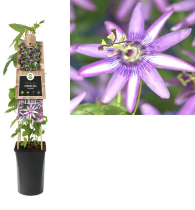 Passiflora caerulea ´Amethyst´ - Passiebloem