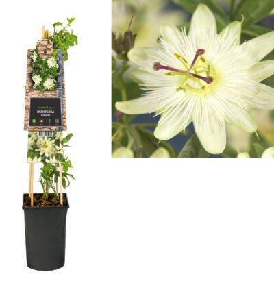 Passiflora caerulea ´Avalanche´ - Passiebloem