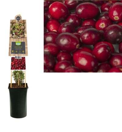 Vaccinium macrocarpon 'Pilgrim' - Veenbes