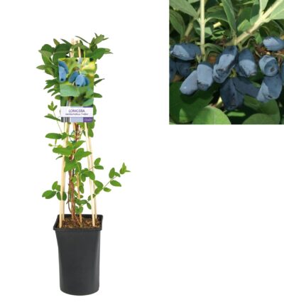 Lonicera kamtschatica 'Fialka' - Honingbes