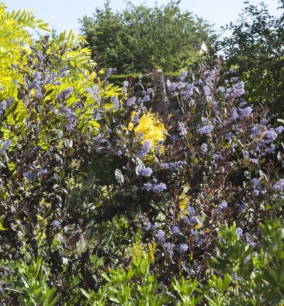 Ceanothus Tuxedo - Amerikaanse Sering