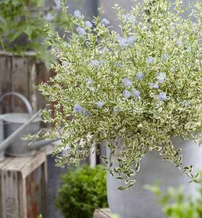 Ceanothus impressus 'Cool Blue' - Bonte Sering