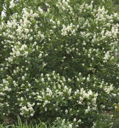 Ceanothus thyrsiflorus 'Millerton Point' - Amerikaanse Sering