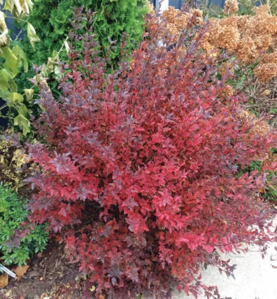 Physocarpus opulifolius Tiny Wine - Blaasspireae