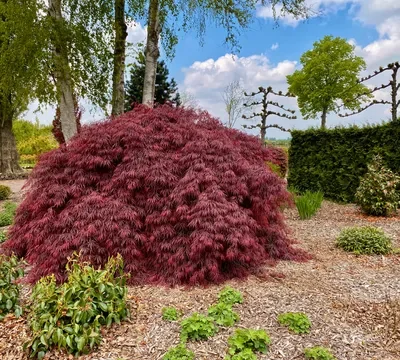 Acer palmatum 'Garnet' - Japanse Esdoorn