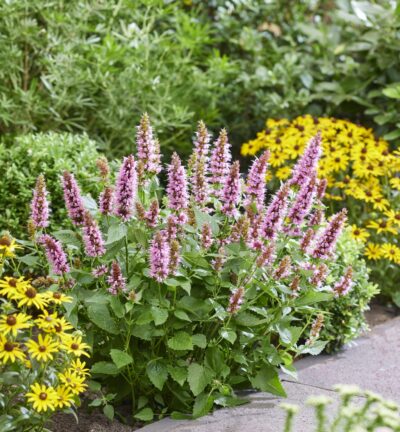 Agastache Beelicious® Pink - Dropplant