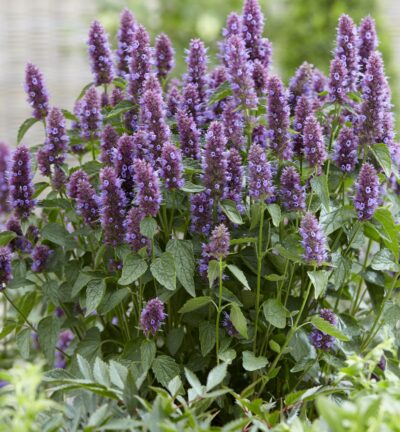 Agastache Beelicious® Purple - Dropplant